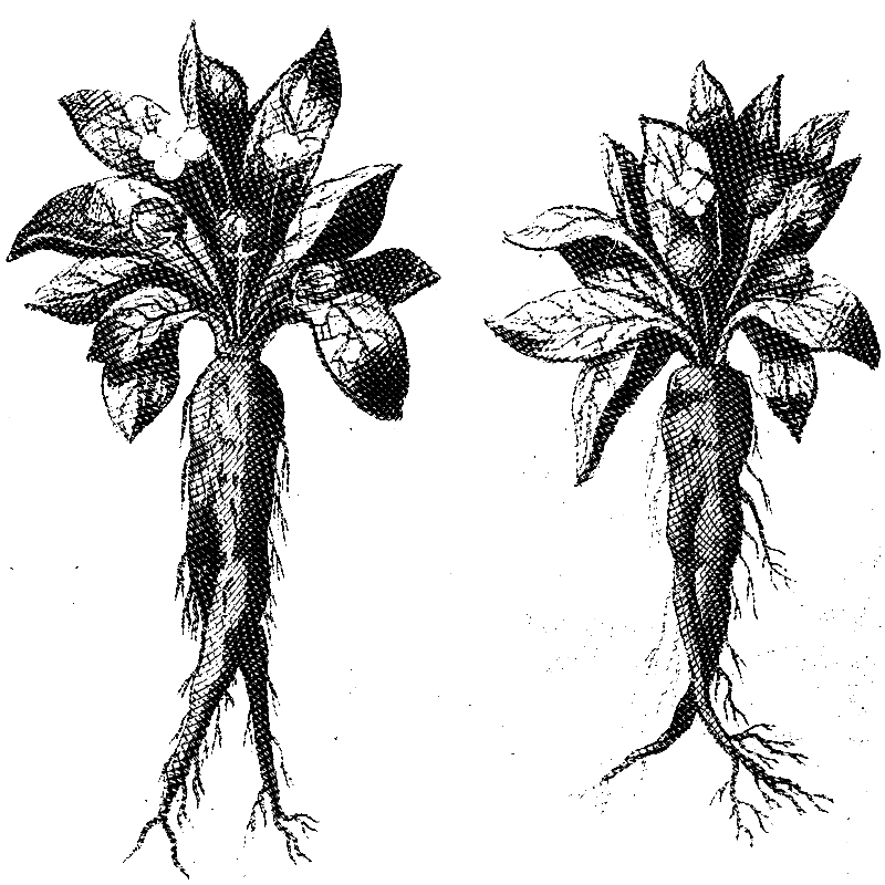 Propiedades de las hierbas medicinales: raíces de mandragora