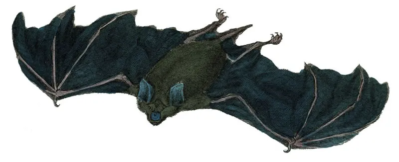 Murciélagos y vampiros