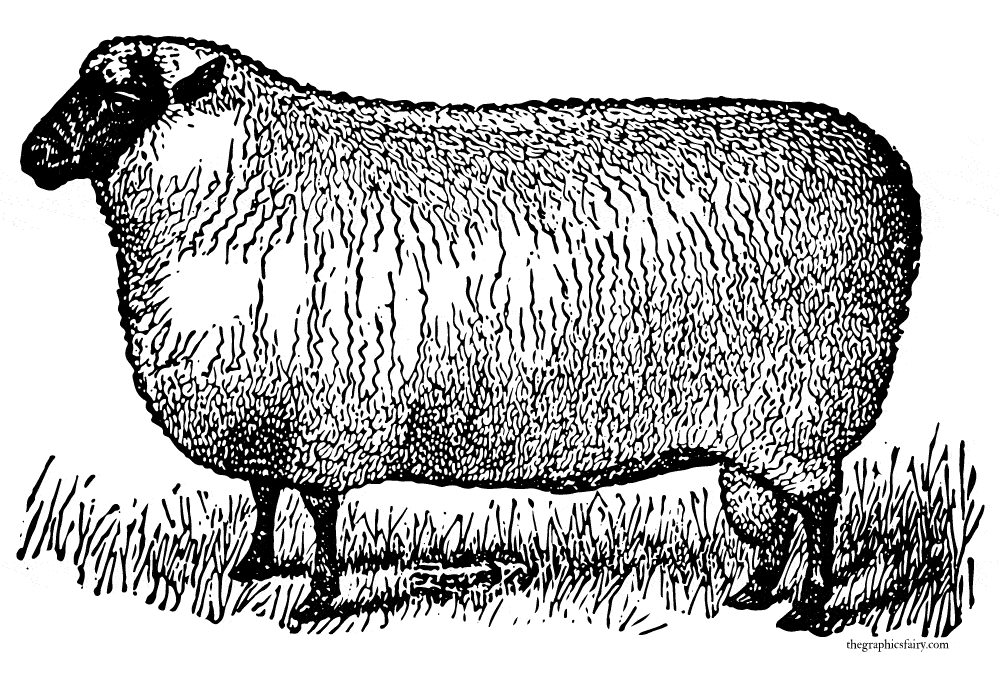 Borreguitos de la abundancia, significado