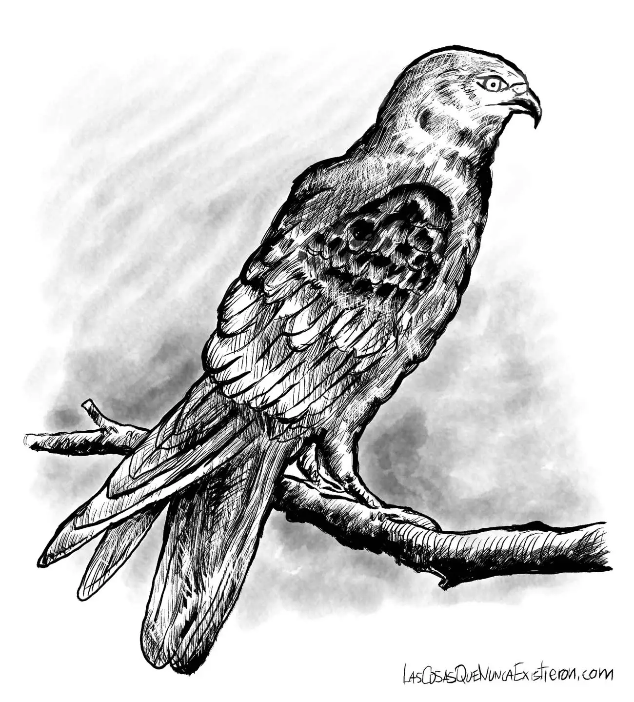 Aves mágicas de la región maya